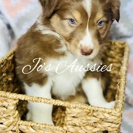 Australian Shepherd Puppies from Jo’s Aussies