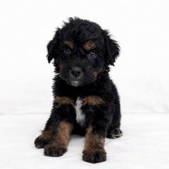 Ridge - male Golden Mountain Doodle puppy in Springfield, Ohio from Dawson's Royal Companions