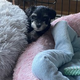 Miniature Schnauzer Puppies from Kani Miniature Schnauzers