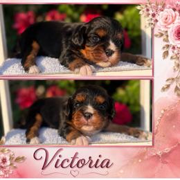 Victoria - Black and tan female Cavalier King Charles Spaniel puppy in Clinton, Oklahoma from Enchanted Spaniels
