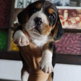 Girl 2 - female Beagle puppy in Susanville, California from Homegrown Beagles