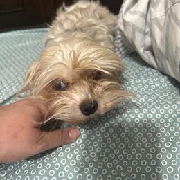 Maggie - Yorkshire Terrier