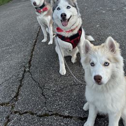 Siberian Husky Puppies from Young Orchard Siberians