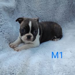 Male 1 - Brindle and white male Boston Terrier puppy in Newton Grove, North Carolina from Sassifras Boston Terriers