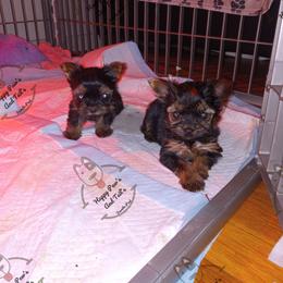 Bulldog and Yorkshire Terrier Puppies from Happy Paw's And Tail's