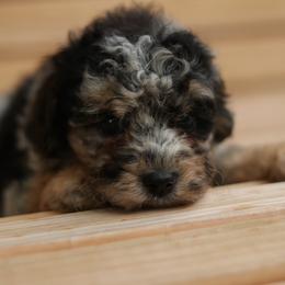 Penny - Blue merle female Aussiedoodle puppy in Orleans, Indiana from Mae Blossom Puppies