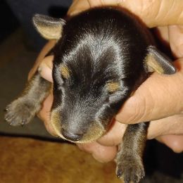 Miniature Pinscher Puppies from Meek's Min Pins