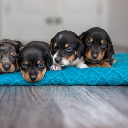Dachshund Puppies from Beyond the Tail