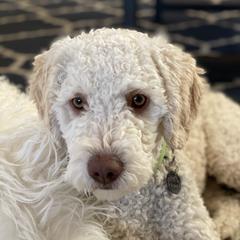 Scout - Spanish Water Dog