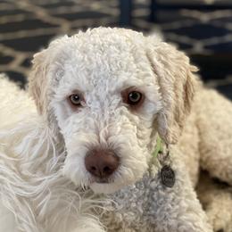 Scout - Spanish Water Dog