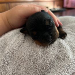Rottweiler Puppies from Thistle Wild Rottweilers