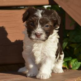 Rhiannon - Chocolate female Havanese puppy in Angier, North Carolina from Hoppy Havanese