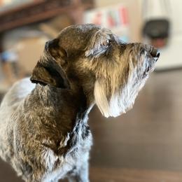Queen - Miniature Schnauzer