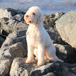 Mario - Lagotto Romagnolo
