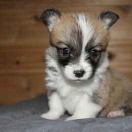 Buffalo Sauce - Sable male Pembroke Welsh Corgi puppy in Washington from Castle View Royal Rumps