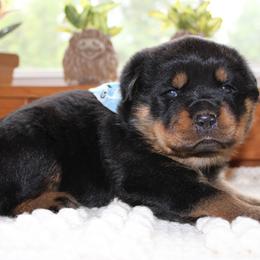 Green - Black and mahogany male Rottweiler puppy in Goodwater, Alabama from Rom Haus Rottweilers, LLC