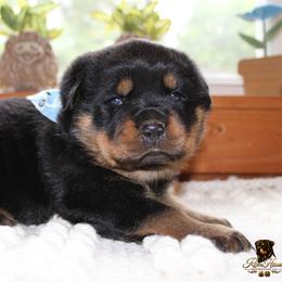 Green - Black and mahogany male Rottweiler puppy in Goodwater, Alabama from Rom Haus Rottweilers, LLC