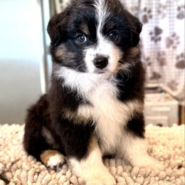 Taffy - Black tri female Miniature American Shepherd puppy in Fredericksburg, Virginia from Battlefield Australian Shepherds and Miniature American Shepherds