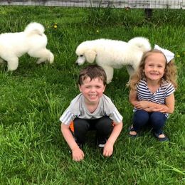 Poodle Puppies from D and D Standard Poodles