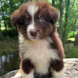Handsome boy - Red tri-color male Australian Shepherd puppy in Copperhill, Tennessee from Tuff Country Farm