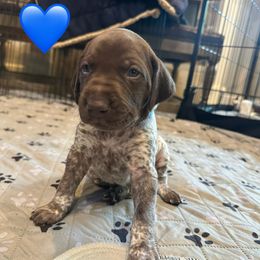 K2-Blue Collar - Liver and white male German Shorthaired Pointer puppy in Conroe, Texas from Tipsy Rabbit GSP TopDog Kennel