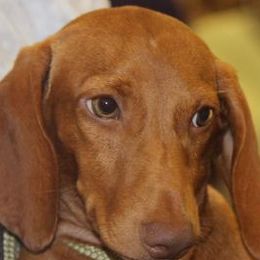 Dachshunds from Texas Top Doxies
