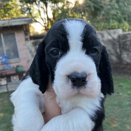 Black White 1 - Black and white male English Springer Spaniel puppy in California from Pridemark