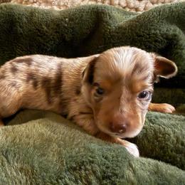 Fererro - Red merle male Miniature Australian Shepherd puppy in Dayton, Washington from Columbia Coast Toy & Mini Aussies