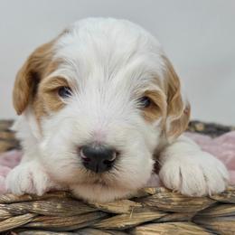 Brown Male - Parti male Goldendoodle puppy in Great Falls, Montana from Montana Goldendoodles