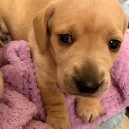 Red - Red male Dachshund puppy in Charlottesville, Virginia from AKJ’s Dachshunds
