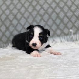 Brontë - Black tri female Miniature Australian Shepherd puppy in Killen, Alabama from Wilkers Wholehearted Mini Aussies