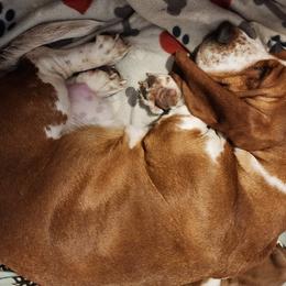 Jolene - Basset Hound