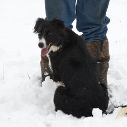 Amelia - Border Collie