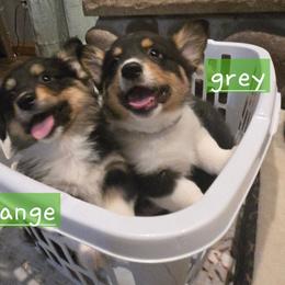 Grey boy - Black and tan male Pembroke Welsh Corgi puppy in Necedah, Wisconsin from The 6Ks Paws and Hobbies