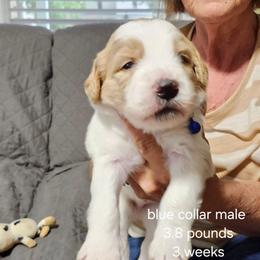 Blue collar male - Sable male Bernedoodle puppy in Fairmount, Indiana from Capens' Doodles,Poodles and Poo's