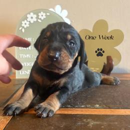 Fathers Day Ready Brown Boy - Black and tan male Black and Tan Coonhound puppy in Pueblo, Colorado from BT Coonhound