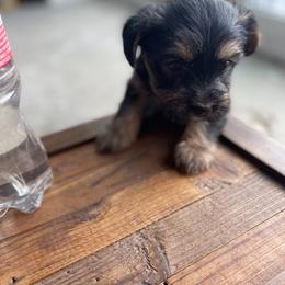 Miniature Schnauzer and Yorkshire Terrier Puppies from Copper Rose Farm