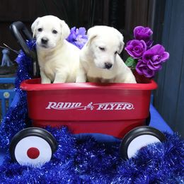 Available male puppy - Yellow male Labrador Retriever puppy in Lakeside, California from Labs To Love