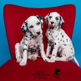 Dalmatian and Doberman Pinscher Puppies from Lorelei Legends