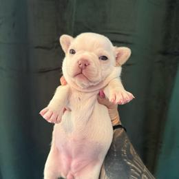 Girl 1 Skye (French Bulluahua) - Cream and white female Chihuahua puppy in Lees Summit, Missouri from Divine K9s LLC