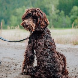 Teal Collar - Brown and tan female Cockapoo puppy in Missoula, Montana from Big Sky Cockapoos
