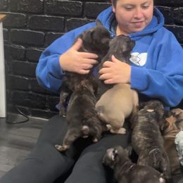 French Bulldogs from West Coast Bullies & Frenchies