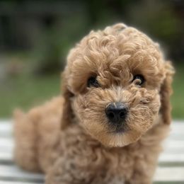 Cockapoos from Rosie's Cockapoo Pups