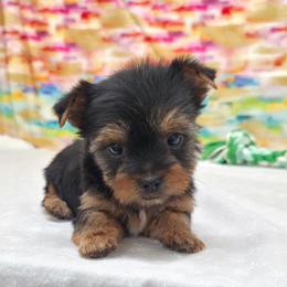 Gia - Black and tan female Yorkshire Terrier puppy in Monticello, Iowa from Ashley’s Puppies