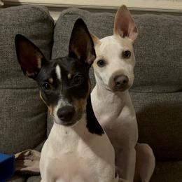 Rat Terrier All Grown Up from Pets Are Priceless Ratties