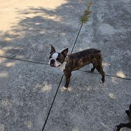 Timber - Boston Terrier