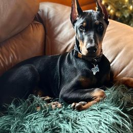 Doberman Pinscher Puppies from JM Dobermans