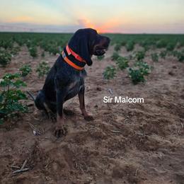 Malcolm - Bluetick Coonhound