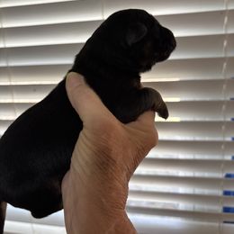 Boy - Black and red male German Shepherd puppy in Dallas, Georgia from Cottonwood Kennel