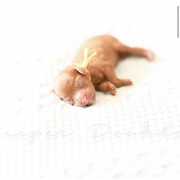 Cavapoo and Goldendoodle Puppies from Harper Doodles